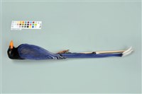 臺灣藍鵲藏品圖，第6張